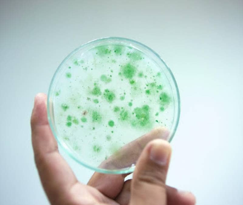Bacteria helicobacter pylori en vilanova